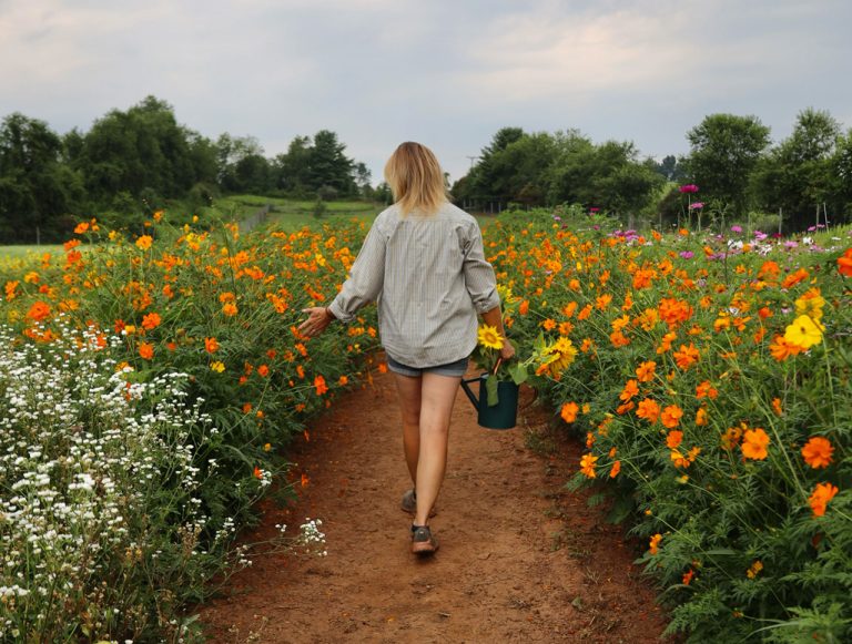 Crooked Mountain Flowers